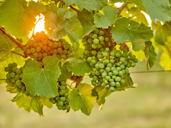 /assets/images/0/weingut-hindler-wein-trauben-gegenlicht-fe06p6gzpnqyad7.jpg