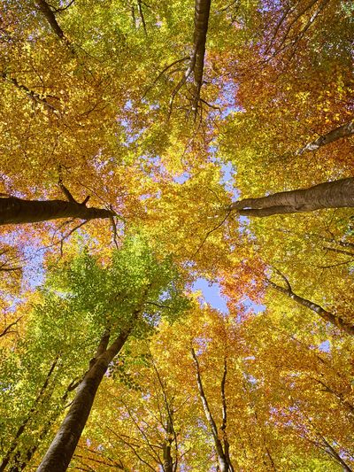 Pedagrafie Fotografie Bayrischer Wald