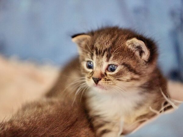 /assets/images/4/sternenhof-pocking-katze-2497bkm6dm8wf82.jpg