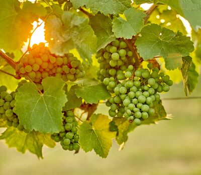 /assets/images/6/weingut-hindler-wein-trauben-gegenlicht-ff210xncvkpn1rm.jpg