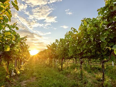 /assets/images/j/weingut-hindler-weinreben-sonnenuntergang-s9t4m83z79472gk.jpg