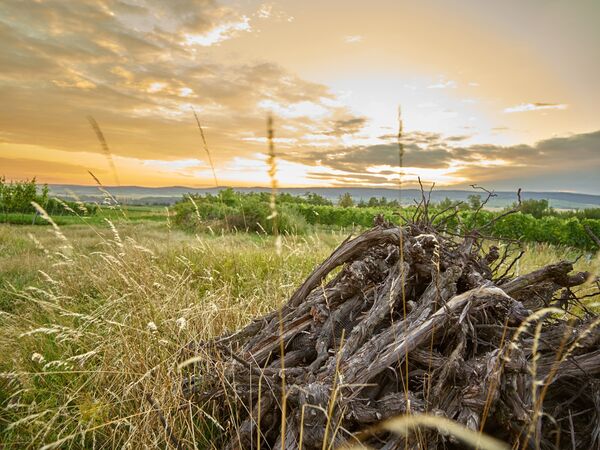 /assets/images/m/weingut-hindler-weinreben-sonnenaufgang-q7j6e4xy71kmszy.jpg