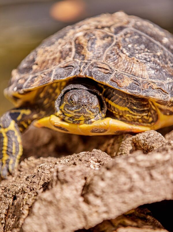 /assets/images/t/sternenhof-pocking-schildkroete-hrr175ak93yrmrc.jpg